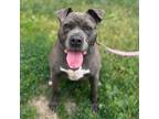 Adopt Gigi a Mixed Breed (Medium) / Mixed dog in Hyde Park, NY (38249279)