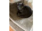 Adopt Lyla a Domestic Shorthair / Mixed cat in Central Islip, NY (35975732)