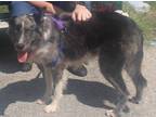 Adopt Bella a Black Australian Shepherd dog in Clear Lake, IA (38112226)