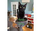 Adopt Huckle a Calico / Mixed (short coat) cat in El Dorado, AR (35395749)