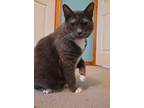 Adopt Dottie a Domestic Shorthair / Mixed (short coat) cat in Brainardsville