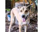 Adopt Puma a Anatolian Shepherd / Carolina Dog / Mixed dog in Seattle