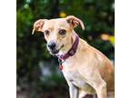 Adopt Tilina a Jack Russell Terrier / Miniature Pinscher / Mixed dog in Seattle