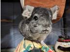 Adopt Chauncey a Chinchilla small animal in Montclair, CA (38115578)