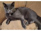 Adopt Neptune a Gray or Blue (Mostly) Domestic Shorthair (short coat) cat in