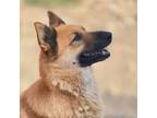 Adopt PALOMA 3 yrs old FAMILY DOG a German Shepherd Dog, Mixed Breed