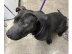 Adopt Brena a Mixed Breed