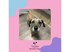 Adopt Violet a Hound, Labrador Retriever