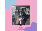 Adopt Blossom a Labrador Retriever, Terrier