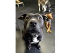 Adopt Peaches a Pit Bull Terrier