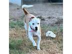 Adopt Poppy AL* a Jack Russell Terrier, Dachshund