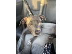 Adopt Emma a Staffordshire Bull Terrier, Weimaraner