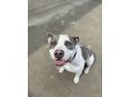 Adopt Winter a Staffordshire Bull Terrier