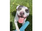 Adopt Winty a Staffordshire Bull Terrier