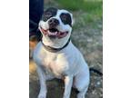 Adopt Rory a Staffordshire Bull Terrier