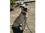 Adopt Sunflower a Anatolian Shepherd