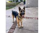 Adopt Nals a German Shepherd Dog