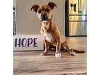 Adopt Asti a Boxer, Basset Hound