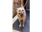 Adopt Joy a German Shepherd Dog