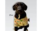 Adopt Ziva a Black Labrador Retriever