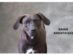Adopt Raisin a Black Labrador Retriever