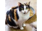 Adopt Betsy a Calico