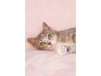 Adopt Zima - Pending Adoption a Domestic Short Hair