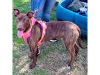 Adopt Lady a Labrador Retriever, Mountain Cur