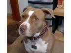 Adopt Cassie (Courtesy Post) a American Staffordshire Terrier, Pit Bull Terrier