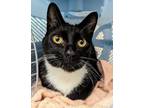 Adopt Poppy a Domestic Short Hair