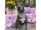 Adopt Dolly a American Staffordshire Terrier
