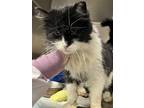 Adopt Madison a Domestic Long Hair