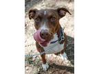 Adopt Betsy Boo a Pit Bull Terrier, Labrador Retriever