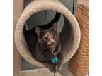 Adopt Cassie a Domestic Short Hair