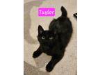 Adopt Taylor a Domestic Short Hair