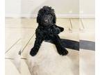 Goldendoodle PUPPY FOR SALE ADN-757077 - Goldendoodles puppies