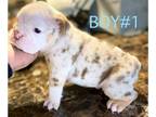 English Bulldog PUPPY FOR SALE ADN-756662 - Liter of 5 pure breed English