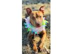 Adopt Sammie a American Staffordshire Terrier