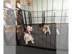 French Bulldog PUPPY FOR SALE ADN-756737 - Flicks litter