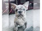 French Bulldog PUPPY FOR SALE ADN-756906 - Merle French bull dog puppies