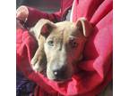 Adopt Amber a American Staffordshire Terrier, Pit Bull Terrier