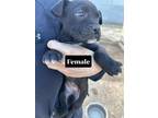 Adopt SW Puppy 9 a Mixed Breed