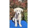 Adopt 2. Sister 1 a Great Pyrenees