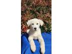 Adopt 2. Sister 2 a Great Pyrenees