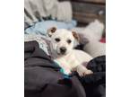 Adopt 2. Clipboard a Australian Cattle Dog / Blue Heeler