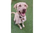 Adopt Lulu a Labrador Retriever