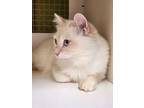 Adopt Michi a Siamese