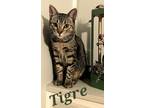 Adopt Tigre a Tabby