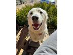Adopt Marshmallow Fluff a Great Pyrenees