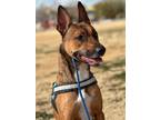 Adopt Crystal a Belgian Shepherd / Malinois, American Staffordshire Terrier